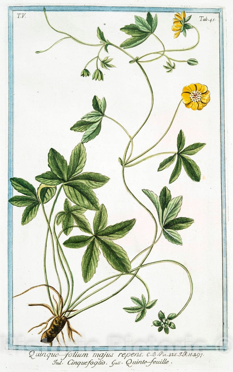 Art Print : 1772, Quamoclit, foliis tenuiter incisis, et pinnatis = Ipomaa. - Vintage Wall Art