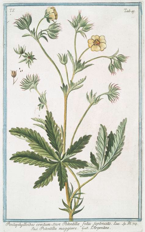Art Print : 1772, Peltaria Alliacea sive Clypeola perennis = Peltaria. [Garlic cress] - Vintage Wall Art