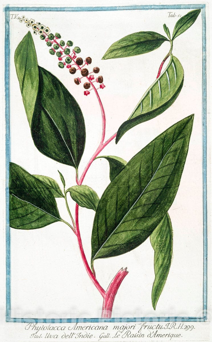 Art Print : 1772, Phlomis Samia, herbacea, Lunariae Folio. [Sage] - Vintage Wall Art
