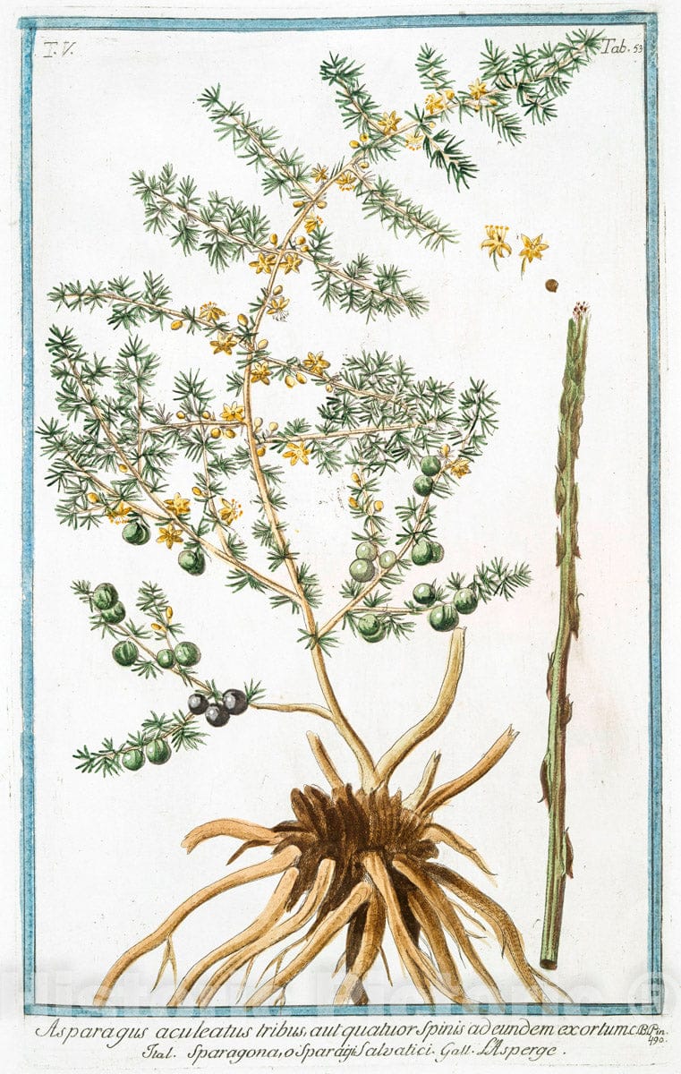 Art Print : 1772, Ascyrum magno Flore = Asciro. [St. Peter's-Wort ] - Vintage Wall Art