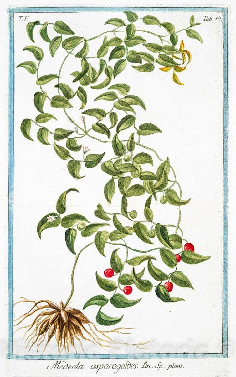 Art Print : 1772, Martynia annua villosa et viscosa, Folio subrotundo, Flore magno rubro - Vintage Wall Art