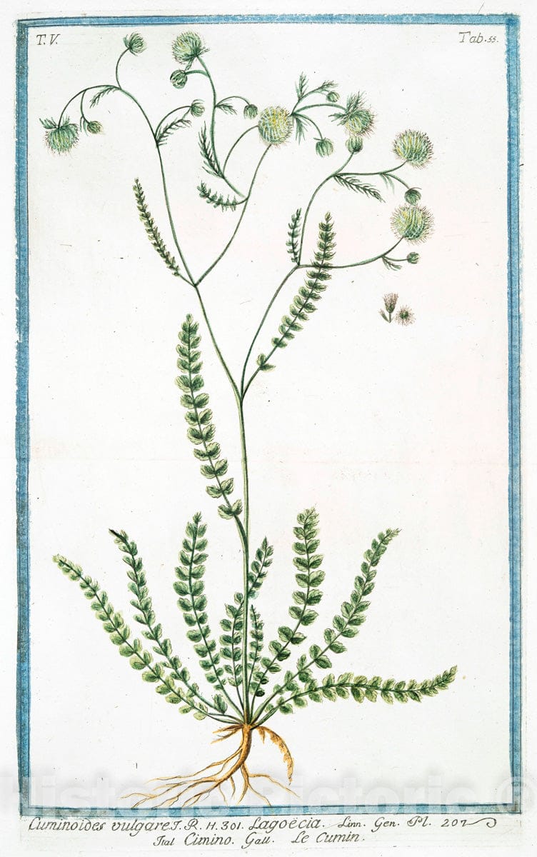 Art Print : 1772, Cucurbita Longa Flore albo, protuberante Ventre - Vintage Wall Art