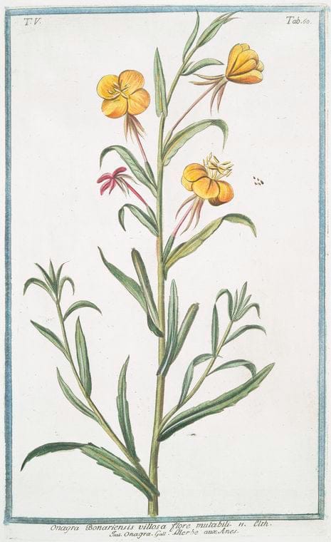 Art Print : 1772, Omphalodes Lusitanica, Lini Folio = Petite Bourrache. [Navelwort] - Vintage Wall Art