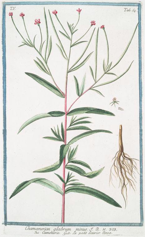 Art Print : 1772, Chamaedrys frutescens, vulgo = Camedrio murale = Germandree. [Germander] - Vintage Wall Art