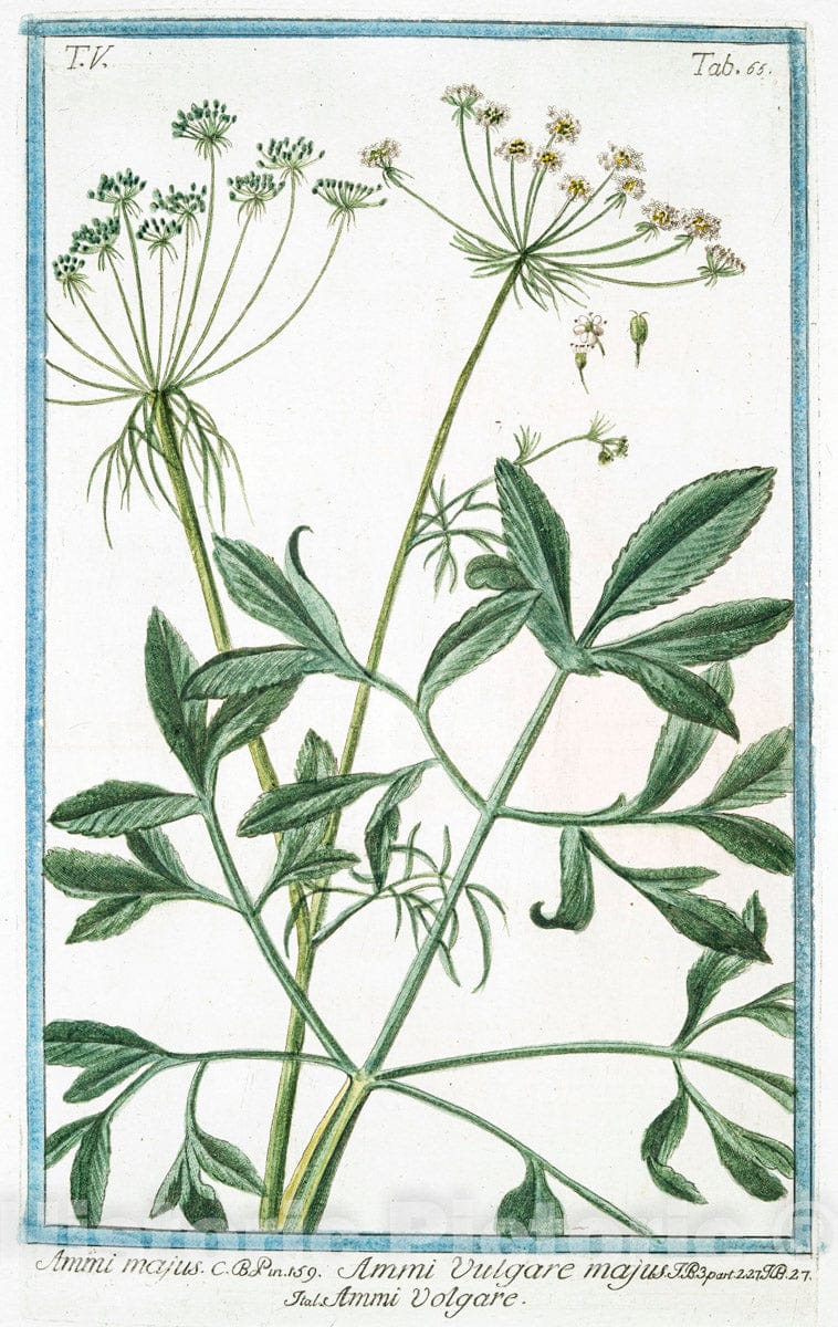 Art Print : 1772, Ambrosia maritima = Ambrosia maritima = Ambrosie. [Sea Ragweed] - Vintage Wall Art