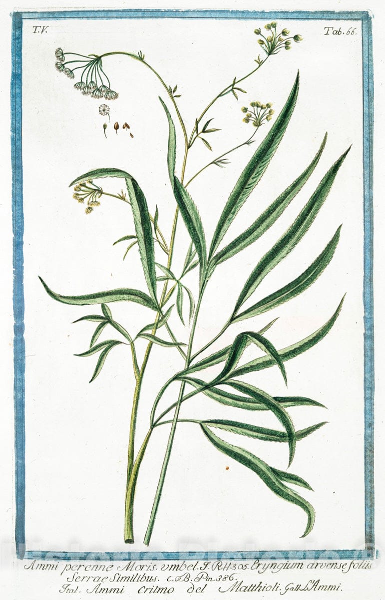 Art Print : 1772, Ammi majus = Ammi Vulgare majus = Ammi Volgare. [Large Bullwort; Bishop's Weed] - Vintage Wall Art
