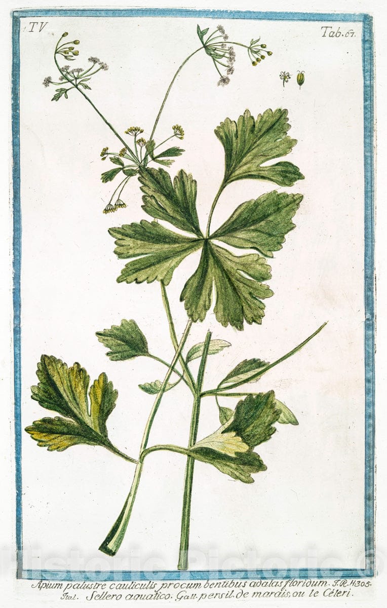Art Print : 1772, Apium Macidonicum = Petrosellino Maccedonico = Persil de Macedoine. - Vintage Wall Art
