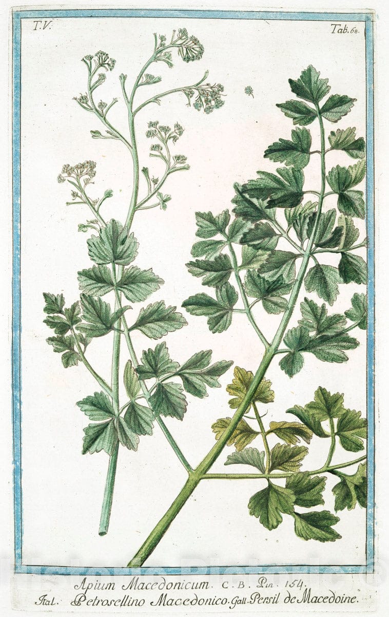 Art Print : 1772, Apium Anisum Dictum Semine Suave olente majori = Aniso = Persil Anis. [Anise] - Vintage Wall Art
