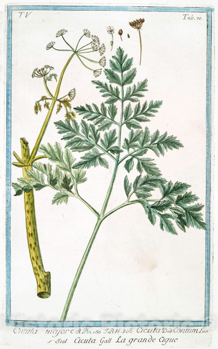 Art Print : 1772, Cicer sativum = Cece Rosso = Poids chiche. [Chick Pea, Garbanzo] - Vintage Wall Art