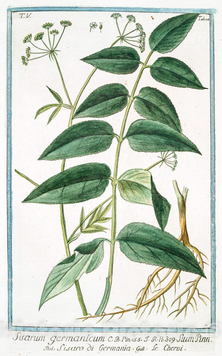 Art Print : 1772, Sion Ammi, foliis tripinnatis = Pepolina Montana. [Thyme] - Vintage Wall Art