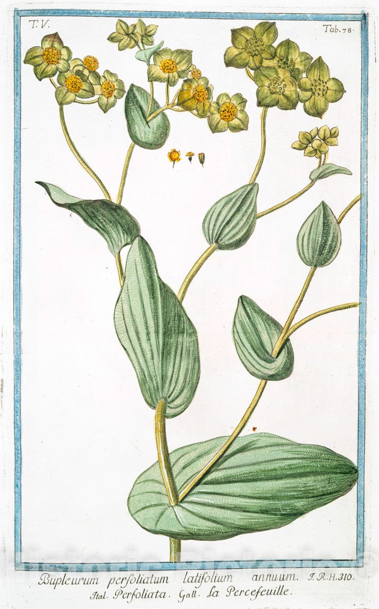 Art Print : 1772, Bunias - Cakile = Rafano Marino. [Sea Rocket, European searocket] - Vintage Wall Art