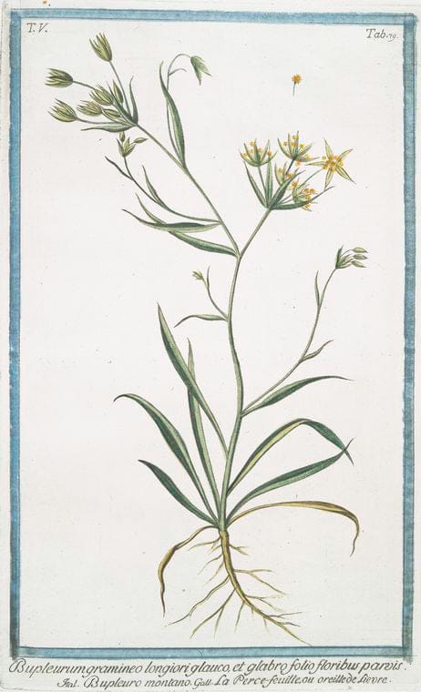 Art Print : 1772, Bupleurum arborescens Salicis Folio = Seseli Etiopico = Le Bupleurum en, arbre. - Vintage Wall Art