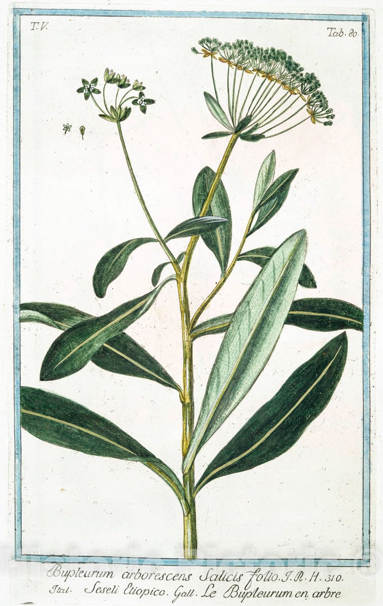 Art Print : 1772, Bupleroides, quae simpla Noble canariensium. [Thoroughwax] - Vintage Wall Art