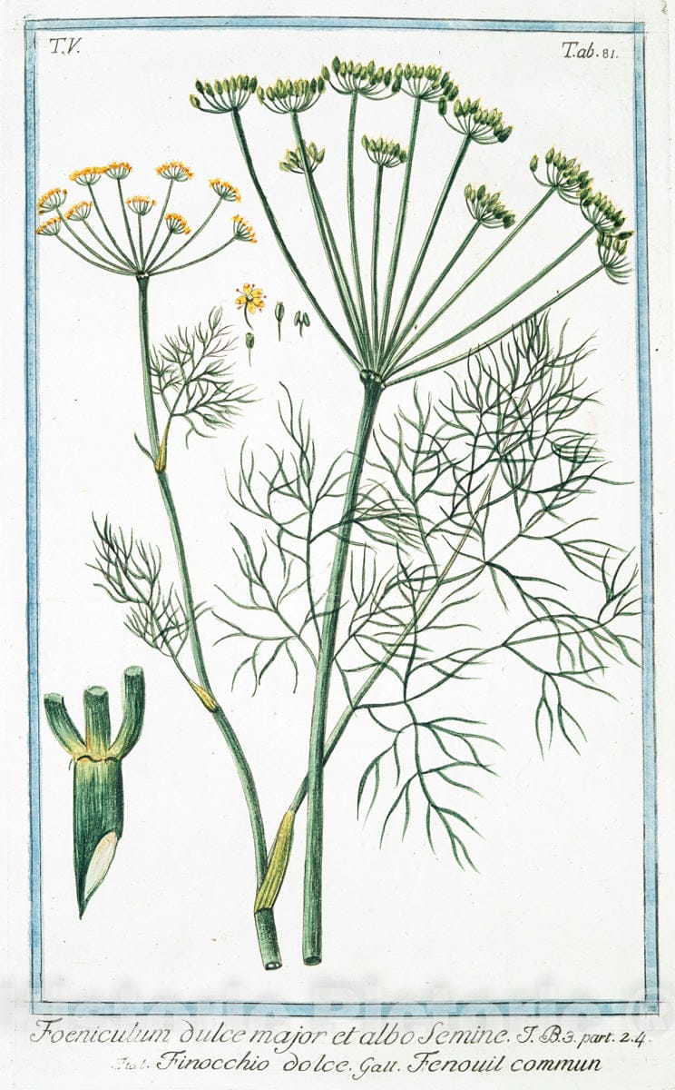 Art Print : 1772, Filipendula vulgaris, an Molon Plinii = Filipendula = La Filipendule. - Vintage Wall Art
