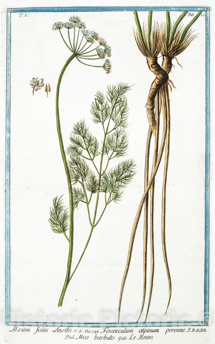 Art Print : 1772, Menyanthes palustre, latifolium, et triphhyllum = Meniante. - Vintage Wall Art