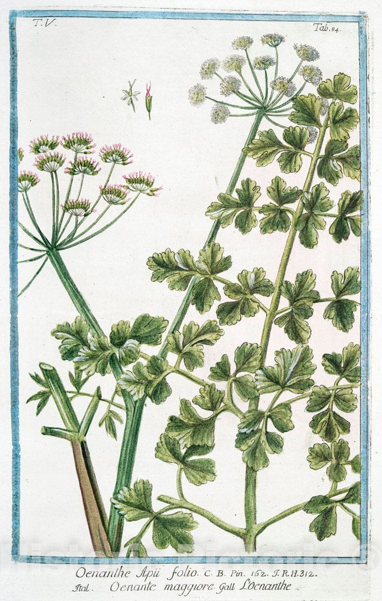 Art Print : 1772, Oenanthe Apii folii = Oenanthe, o filipendula minore. [Water Dropwort] - Vintage Wall Art