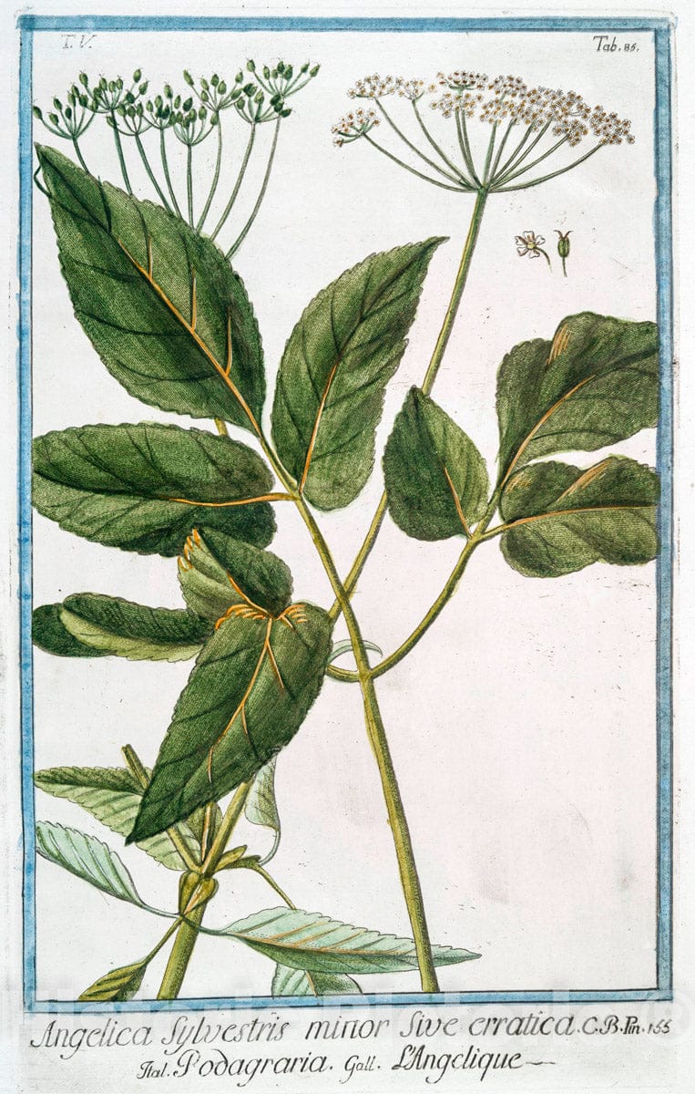 Art Print : 1772, Angelica aquatica radice odoratissima floribus ex albo flavescen - Vintage Wall Art