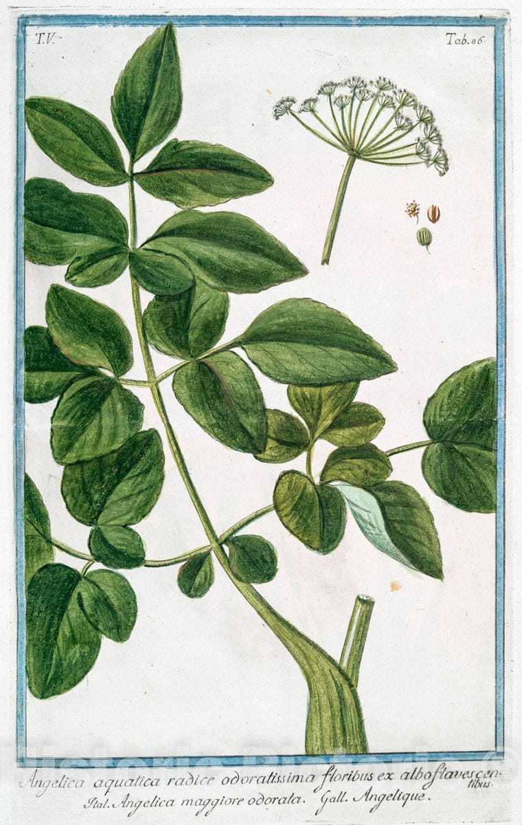 Art Print : 1772, Anethum Hortense = Aneto = Anet. [Dill Weed] - Vintage Wall Art