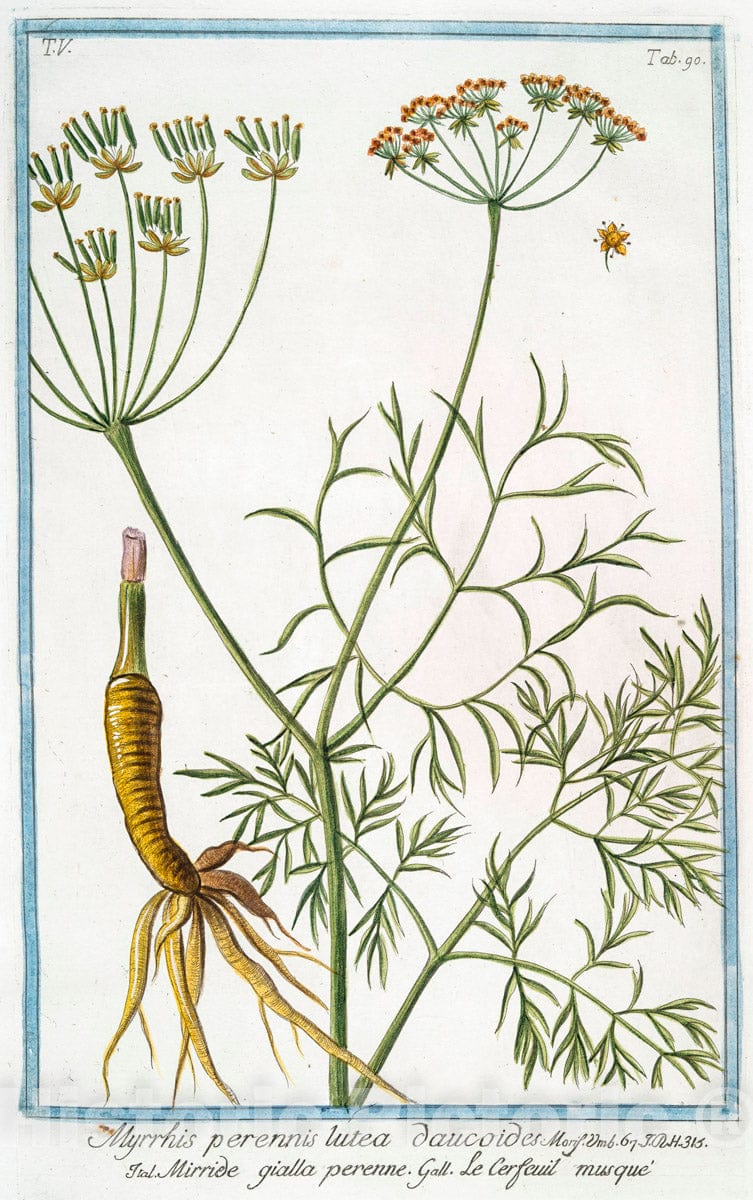 Art Print : 1772, Myrrhis annua Semine striato laevi - Vintage Wall Art