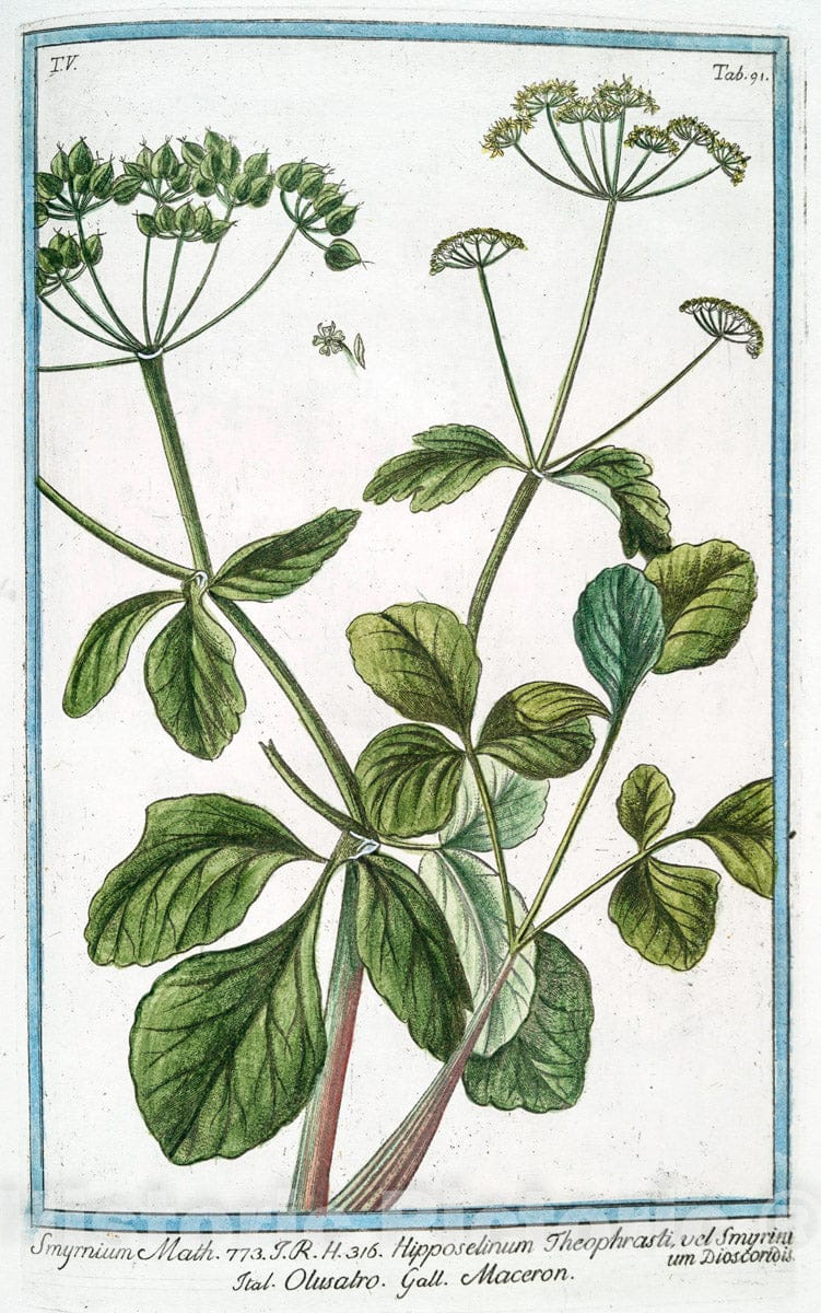 Art Print : 1772, Sium, sive Apium palustre foliis oblongis = Caneo = Berle, ou le Sison. - Vintage Wall Art
