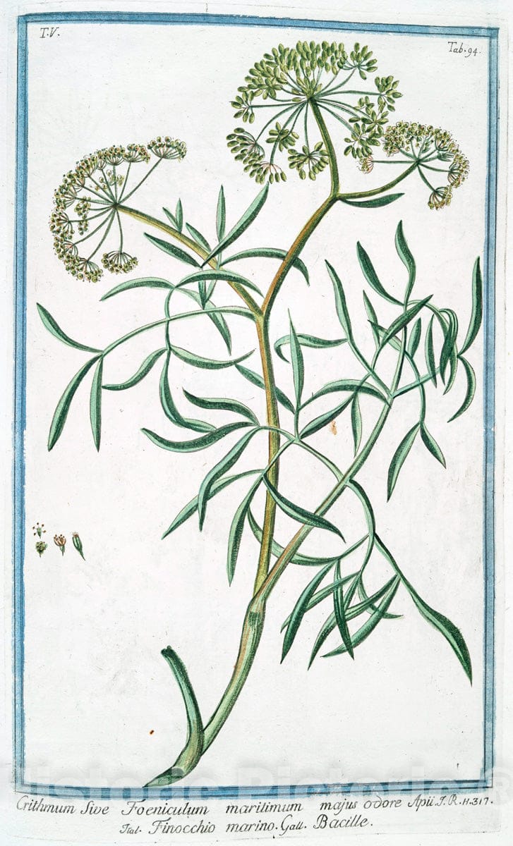 Art Print : 1772, Crambe hispanica foliis subrotundis crenatis scabris = Rapistr Maggiore - Vintage Wall Art
