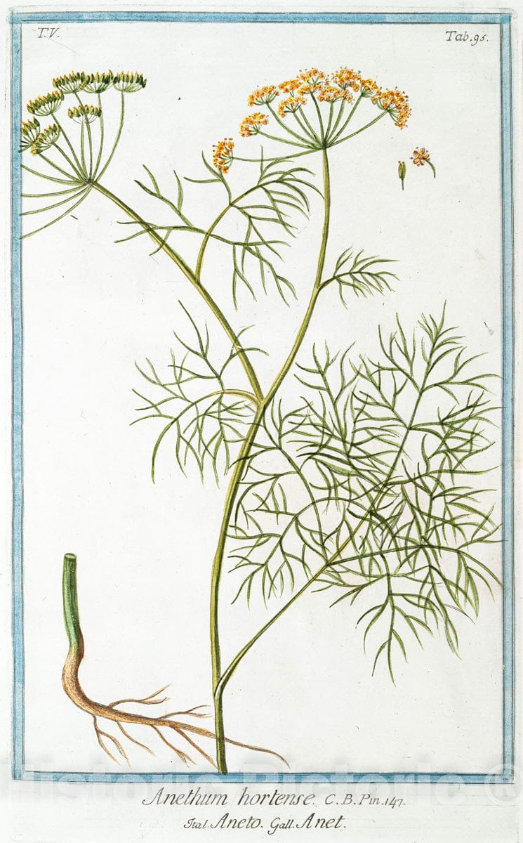 Art Print : 1772, Anemone tenuifolia Flore semipleno vivido cinnabaris rubore splenoens - Vintage Wall Art