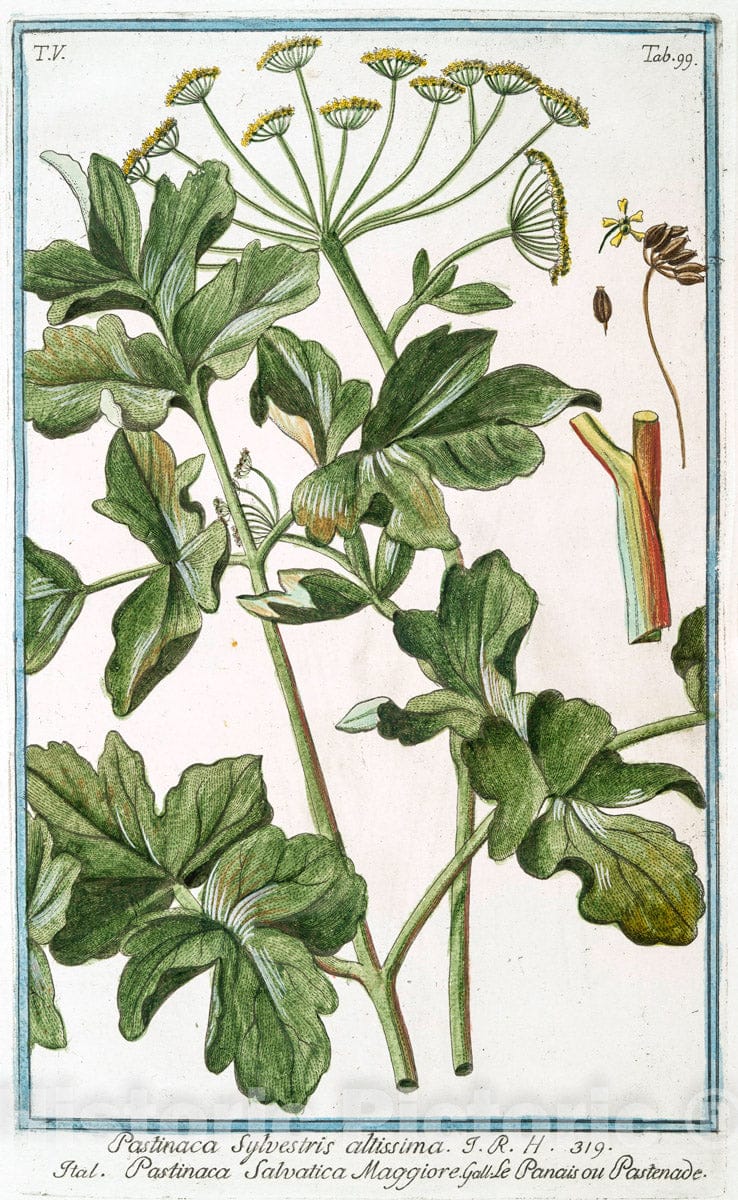 Art Print : 1772, Parnassia palustris, et vulgaris - Vintage Wall Art