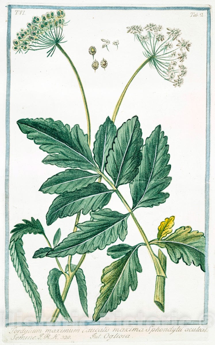 Art Print : 1772, Tithymalus, seu Euphorbium, aizoooides, Africanus, validissimis, Vintage Wall Art