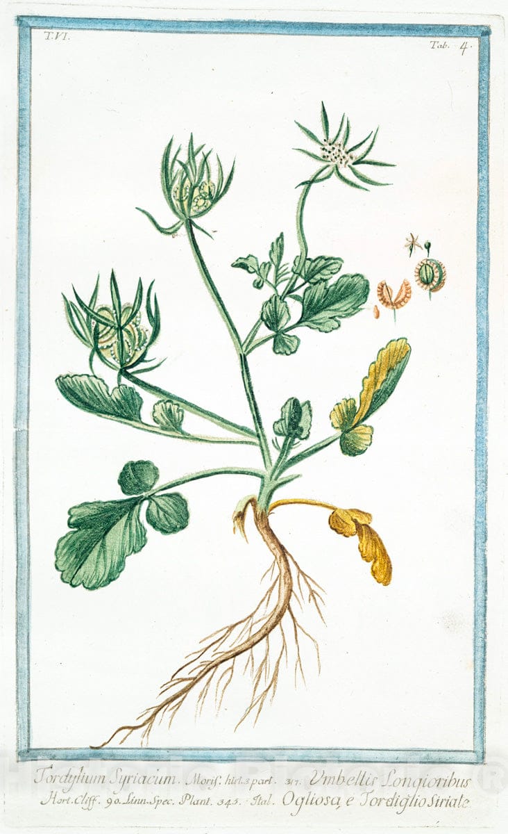 Art Print : 1772, Tordylium Maximum Caucalis Maxima Sphondylii aculeato Semine = Ogliosa. - Vintage Wall Art