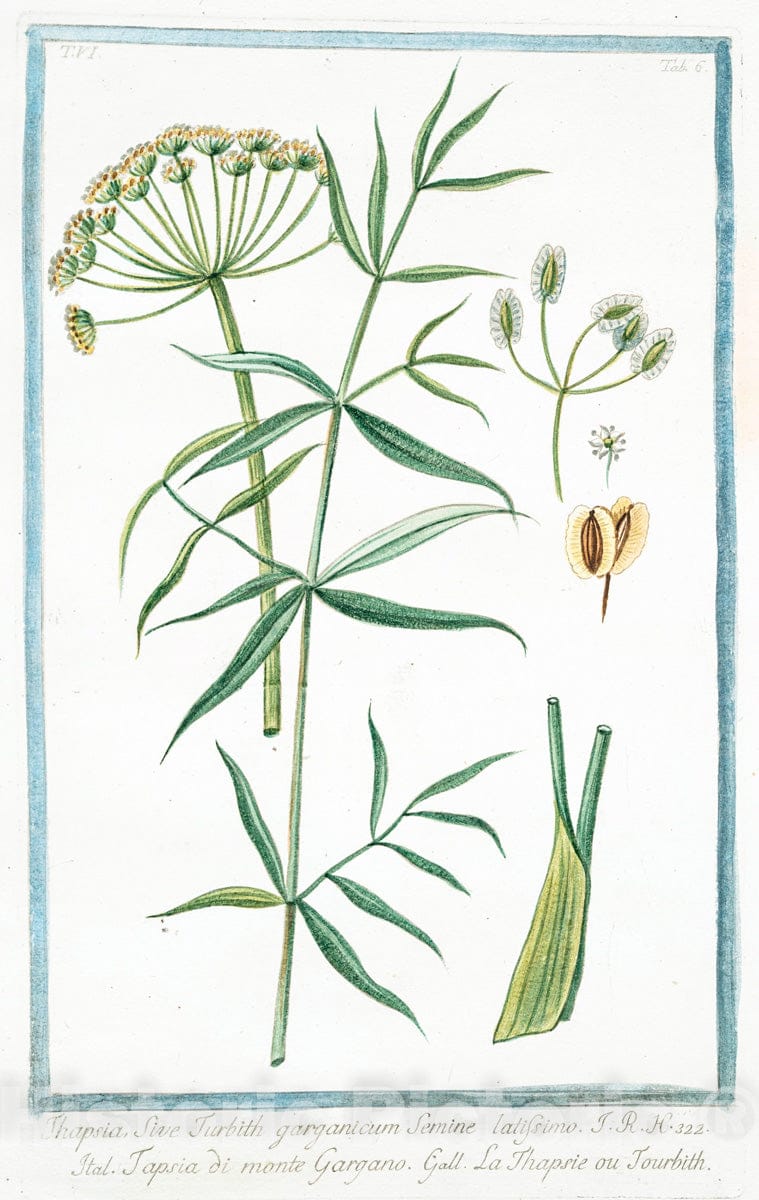 Art Print : 1772, Thalictrum alpinum majus, Aquilcegiae foliis - Vintage Wall Art