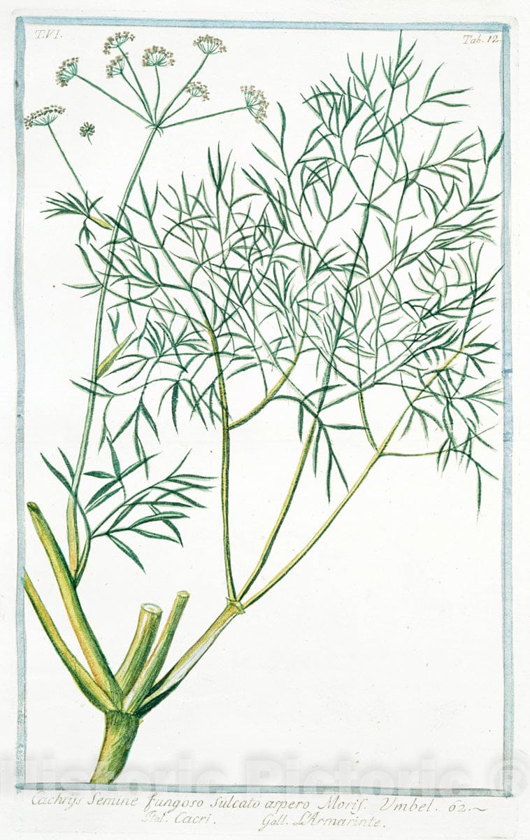 Art Print : 1772, Butomus Flore ROSEO = Tuncus floridus Major = Guinco florido Maggiore. - Vintage Wall Art