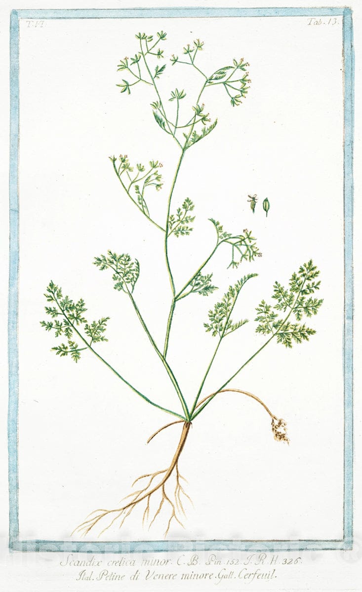 Art Print : 1772, Scabiosa sive Succisa glabra = Scabiosa = Scabieuse. [Devilsbit] - Vintage Wall Art