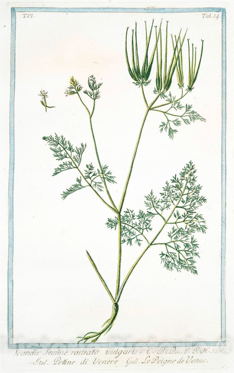 Art Print : 1772, Scandix, crelica Minor = Petine di Venere minore = Cerfeuil. [Chervil] - Vintage Wall Art