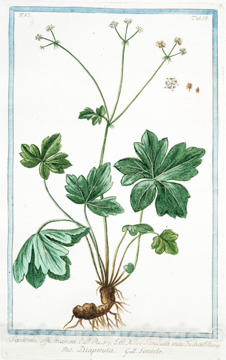 Art Print : 1772, Sanicula officinarum = Diapensia = Sanicle. [Snake Root] - Vintage Wall Art