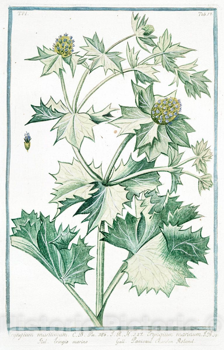 Art Print : 1772, Ervum verum, siliquis articulatis semine majori = Moco = Ers. [Lentil] - Vintage Wall Art