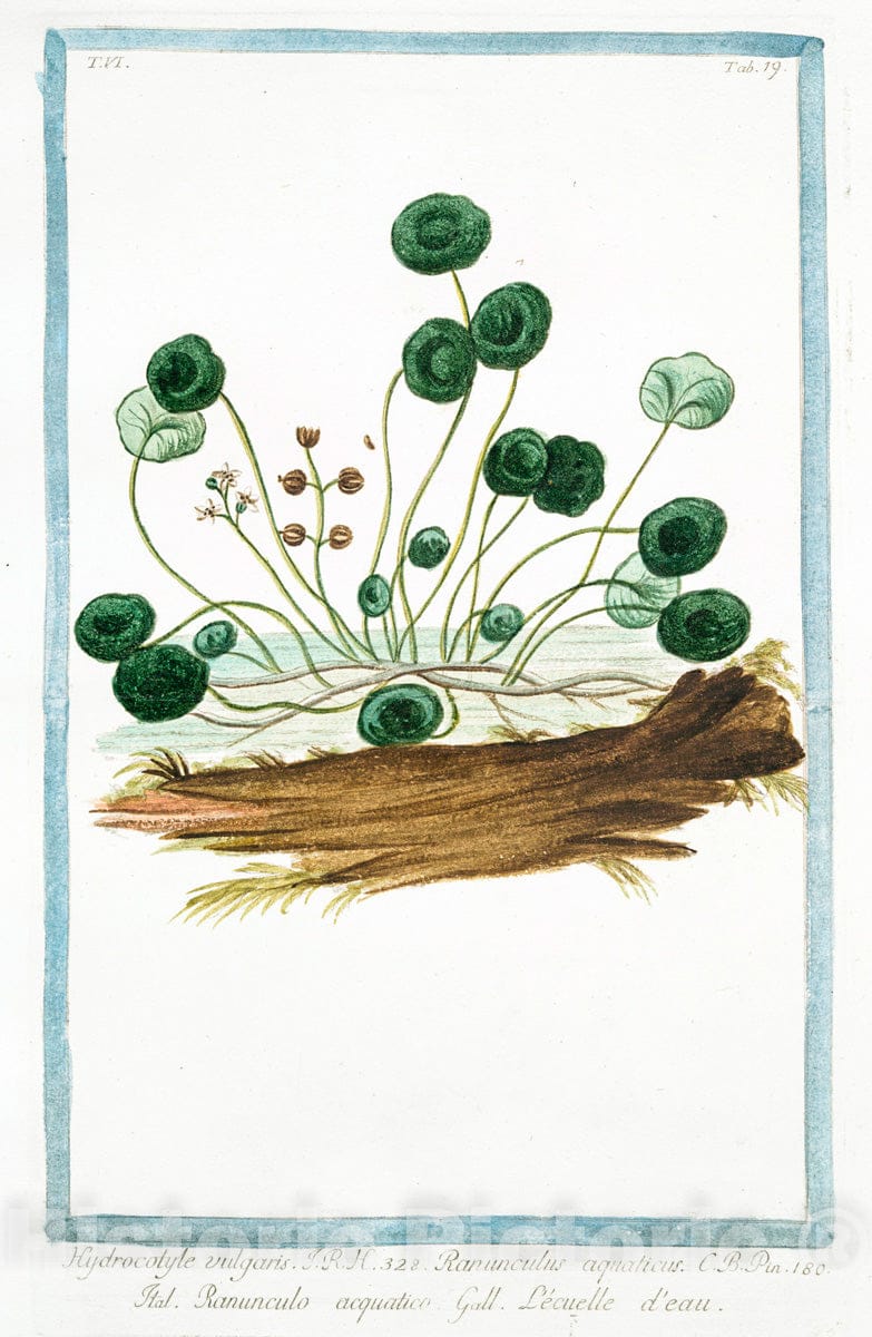 Art Print : 1772, Hyacintus orientalis floribus Caeruleis - Vintage Wall Art