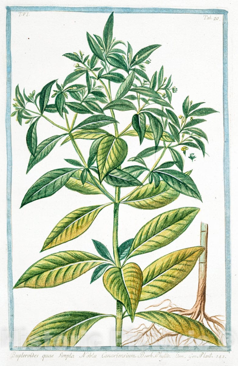 Art Print : 1772, Bupleforum perfoliatum latifolium annuum = Perfoliata = Percefeuille. - Vintage Wall Art