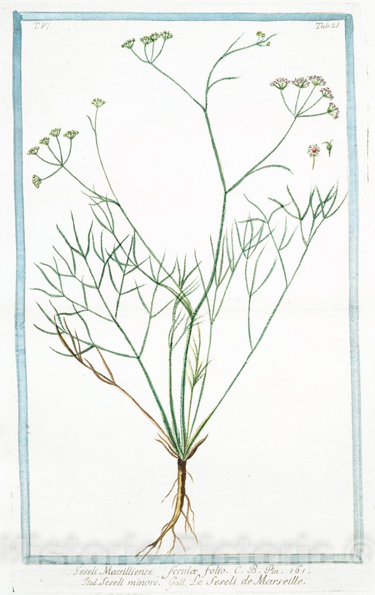 Art Print : 1772, Serpillum vulgare, maius, Flore Purpureo = Serpillo. [Wild Thyme] - Vintage Wall Art