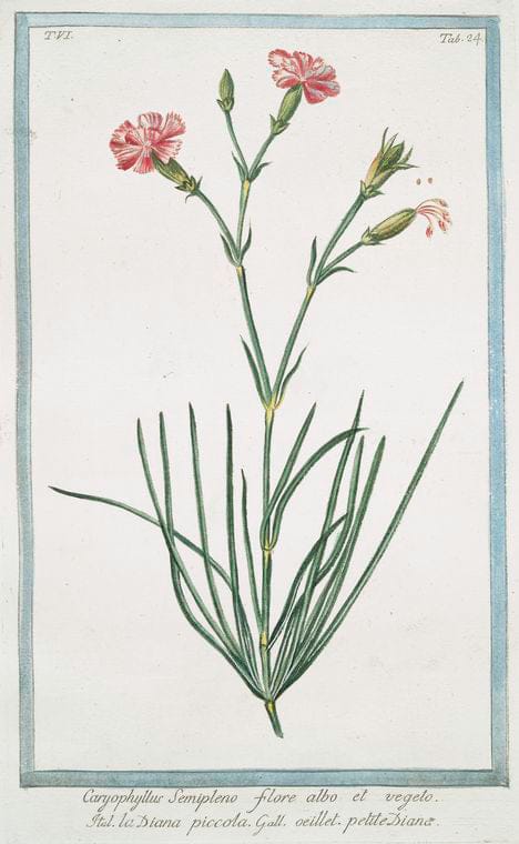 Art Print : 1772, Caryophyllus Maximus, variegatus - Vintage Wall Art