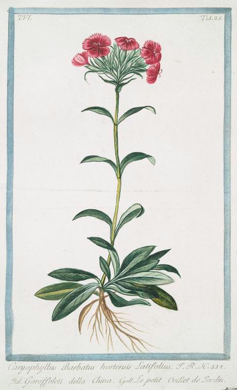 Art Print : 1772, Caryphyllus Minor muralis = Garofoletti Minimi da muri = Petit oeillet - Vintage Wall Art