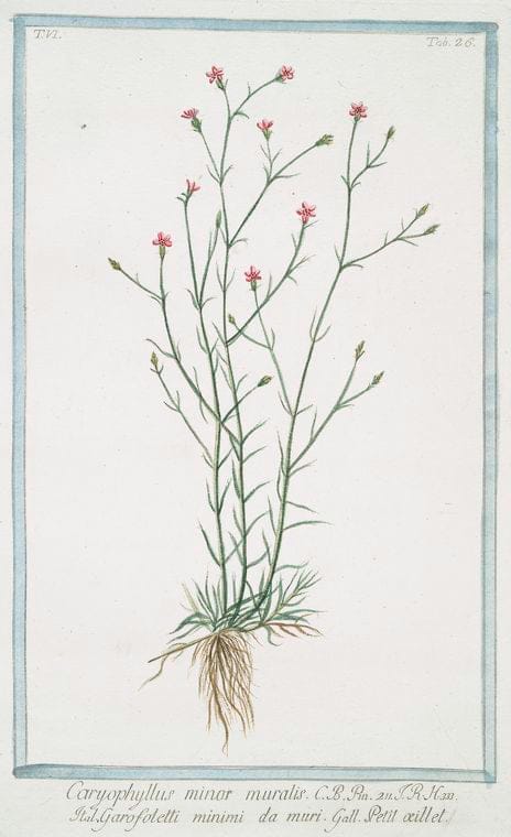 Art Print : 1772, Caryophyllus, semipleno, Flore albo et vegeto - Vintage Wall Art