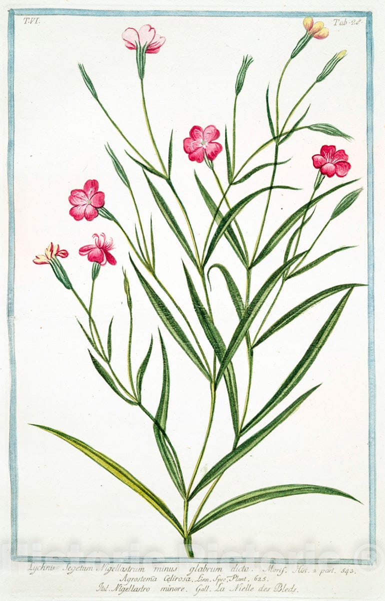 Art Print : 1772, Lychnis Sativa, foliis glauets et glabris, floribus coccineis - Vintage Wall Art