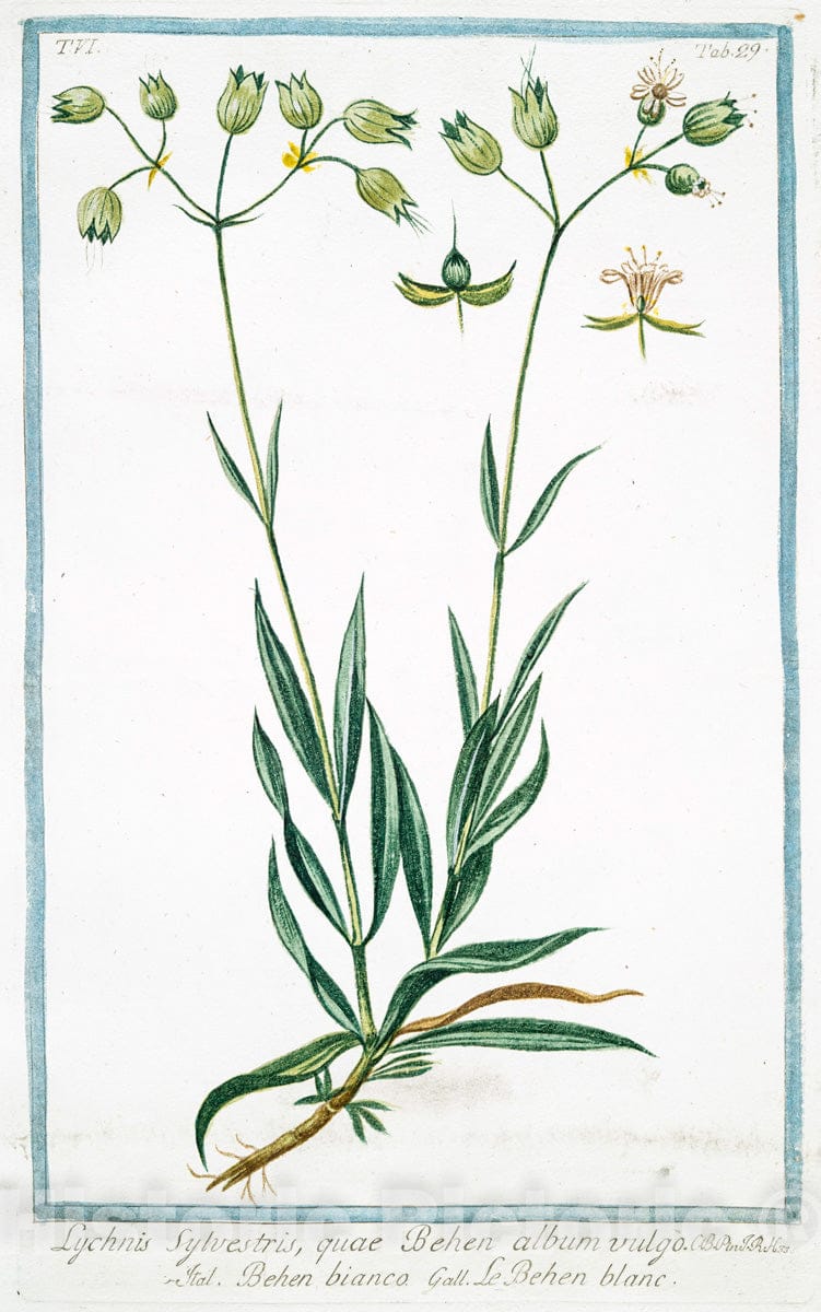 Art Print : 1772, Lychnis sylvestris quae Saponaria vulgo = Saponara = Le Lichnis Sauvage. - Vintage Wall Art