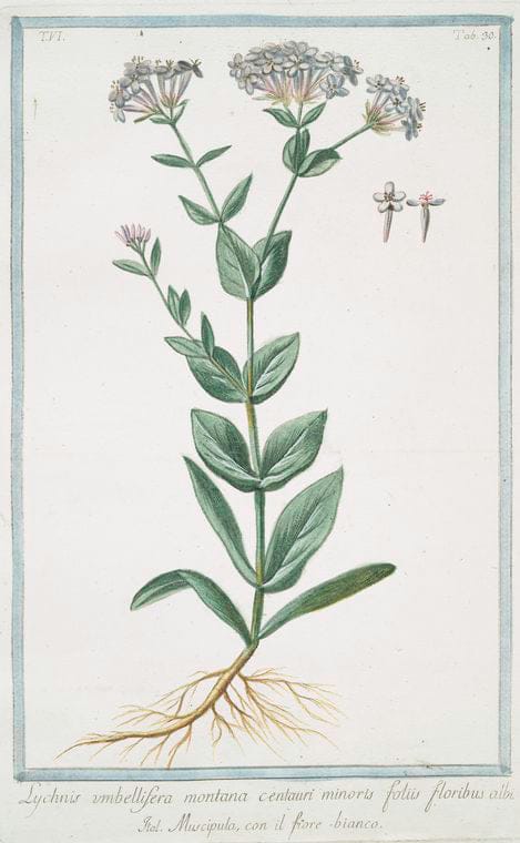 Art Print : 1772, Lychnis umbellifera Montana centaurei minoris, floribus, simplicibus, rubris - Vintage Wall Art