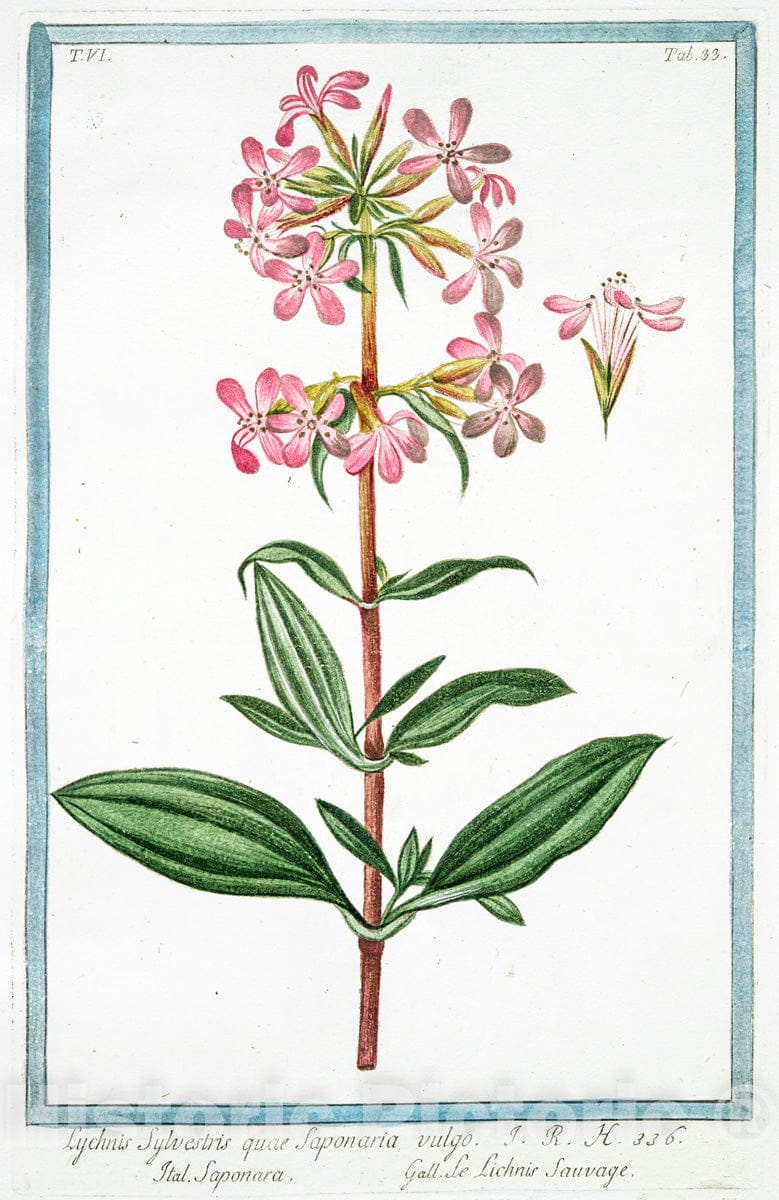 Art Print : 1772, Lychnis Segetum Nigellastrum Minus glabrum Dicta. - Vintage Wall Art