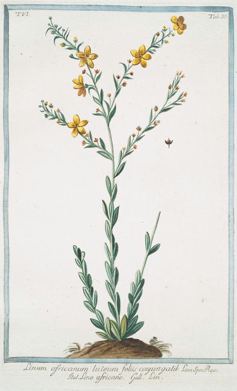 Art Print : 1772, Linaria arvensis, caerulea = Linaire. [Blue Corn Toadflax] - Vintage Wall Art