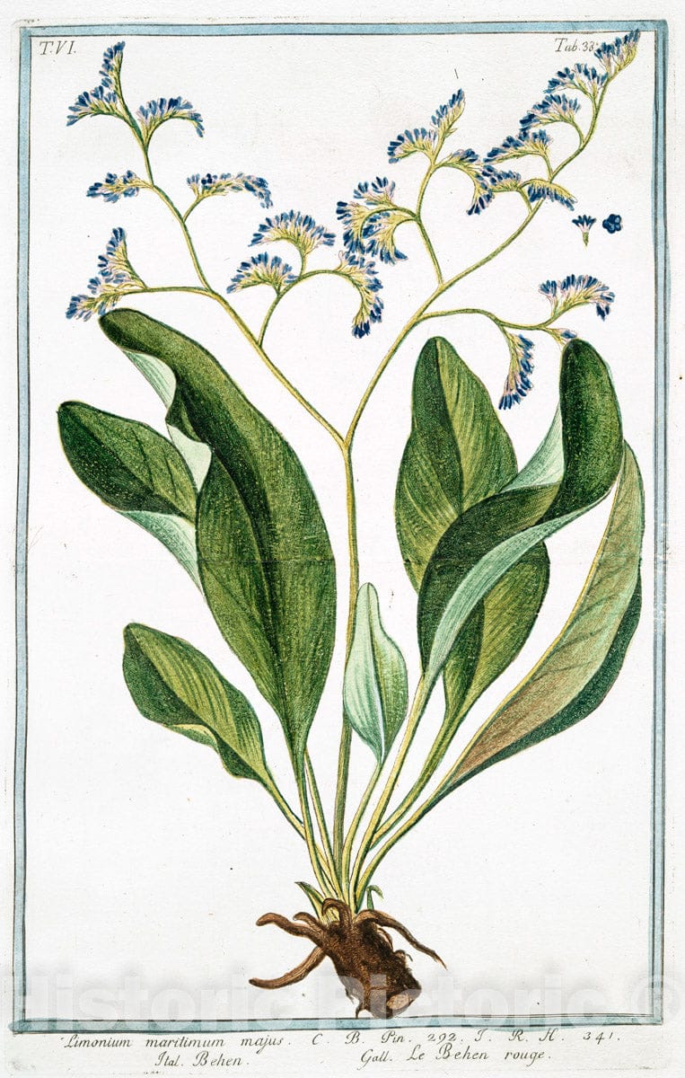Art Print : 1772, Lilium, floribus reflexis, montanum, Flore carneo - Vintage Wall Art