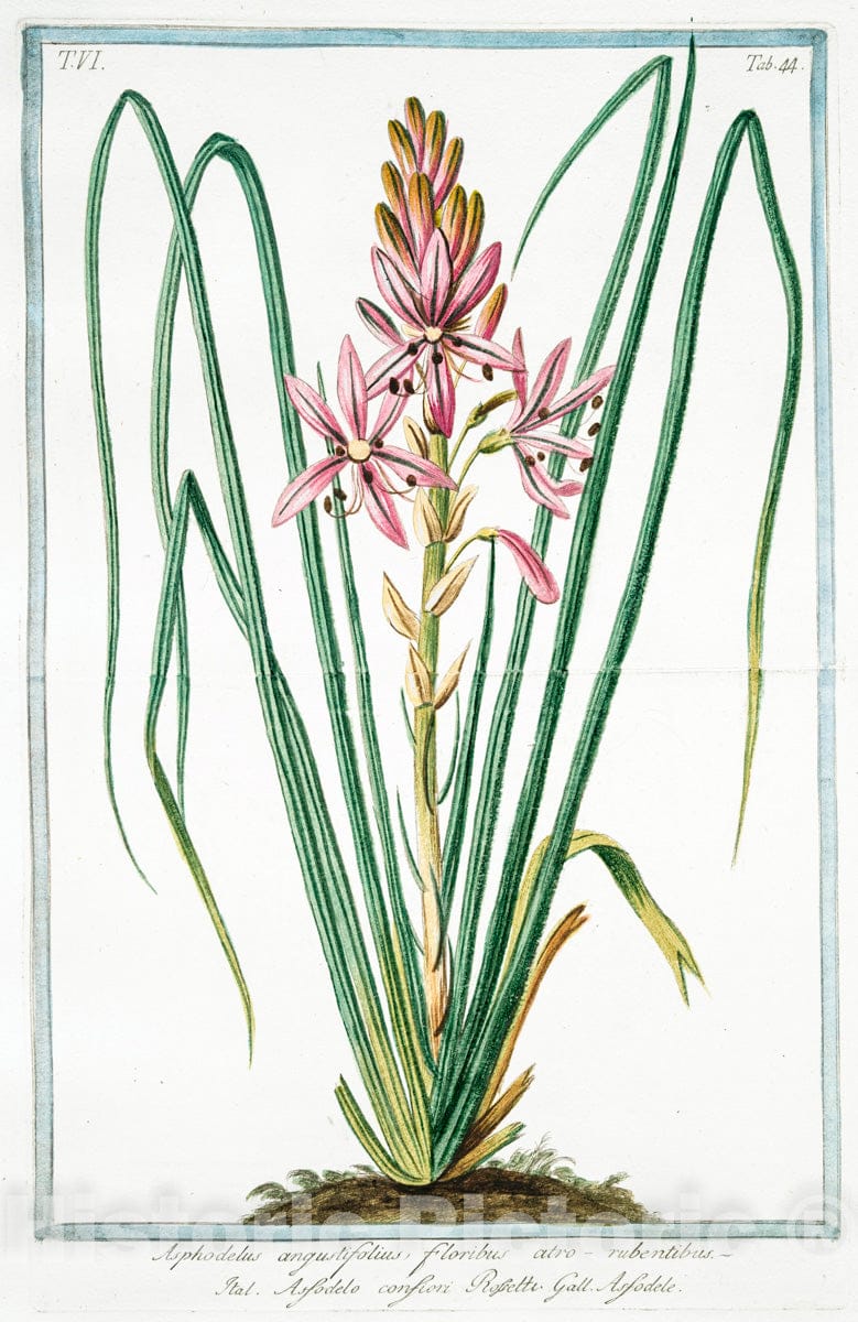 Art Print : 1772, Asphodelus Albus ramosus mas = Porrazza, e Astula Reggia = Asfodele. - Vintage Wall Art
