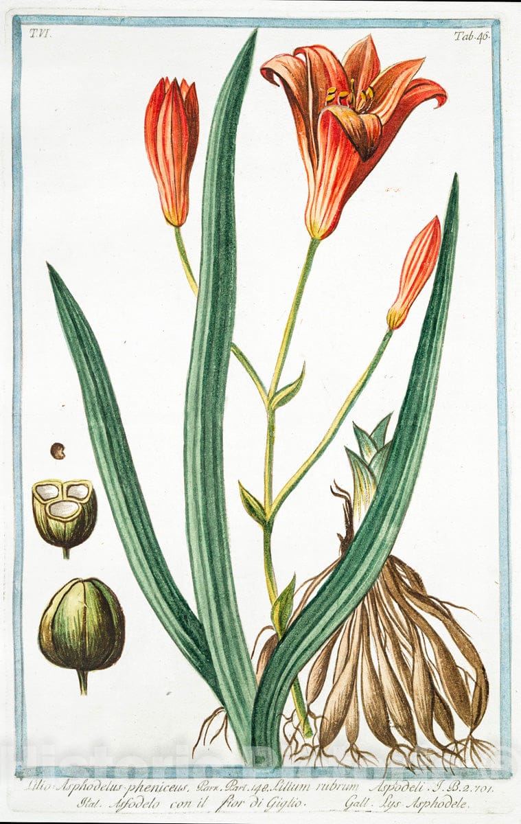 Art Print : 1772, Lilia Hyacinthus vulgaris, Flore niveo = Giglio di vallombrosa = Le LYS. - Vintage Wall Art