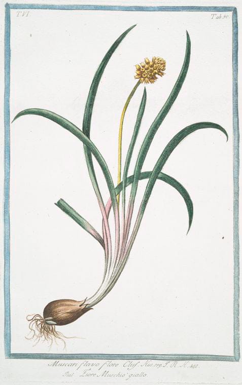 Art Print : 1772, Muscara, arvense, latifolium coma caerulea = Musari torchino. [Grape Hyacinth] - Vintage Wall Art